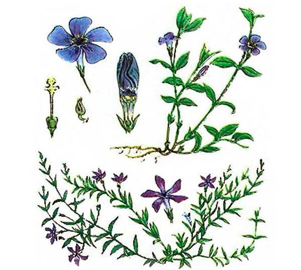 les fleurs et les feuilles sont utilisées pour la préparation de teintures