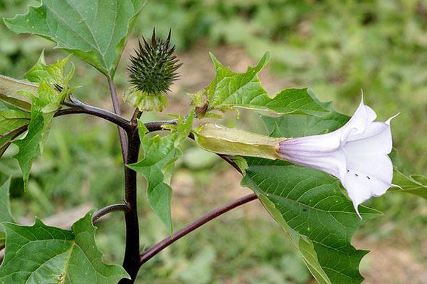 Fruit et fleur de datura