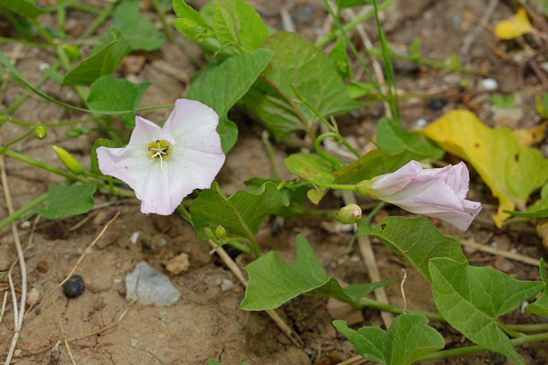 malezas maliciosas en el jardín