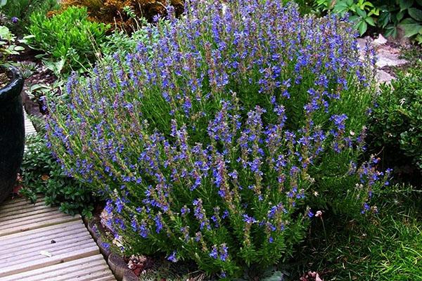 hisopo officinalis en el jardín