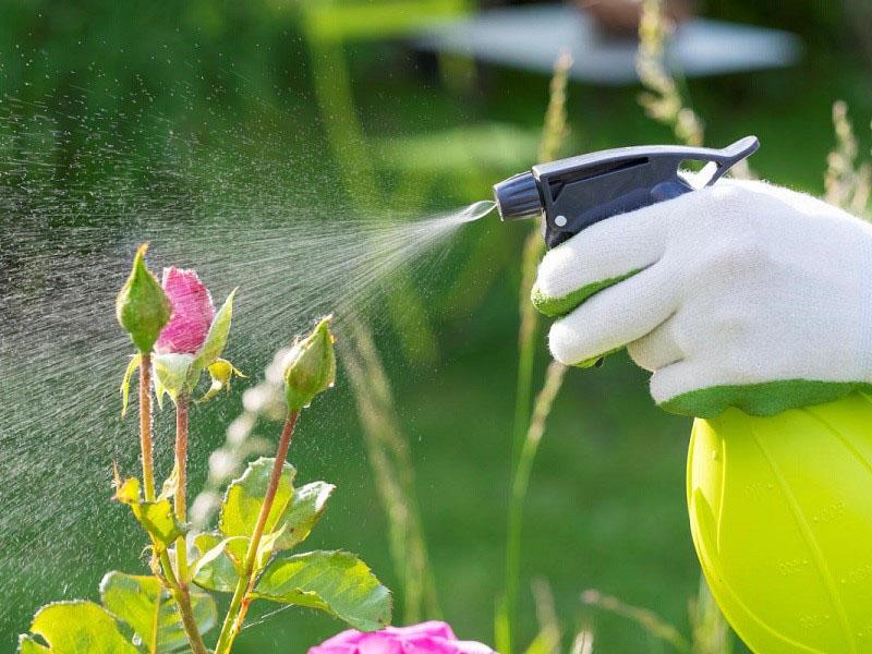 el uso de nitrato de potasio como alimento adicional