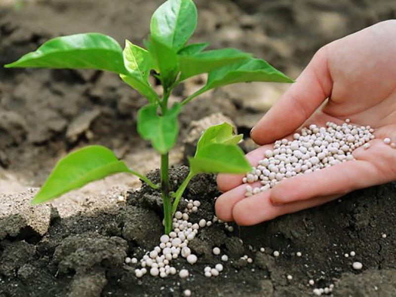 el uso de nitrato de potasio para vegetales