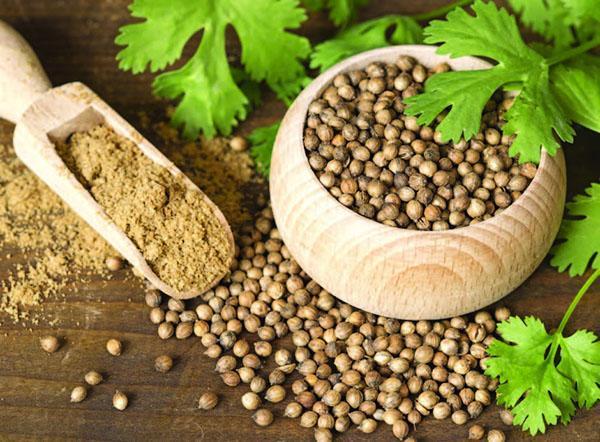 aplicación de cilantro