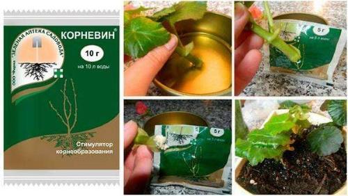 aplicación de raíces para plantas de interior