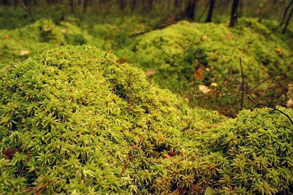 mousse de sphaigne dans la nature