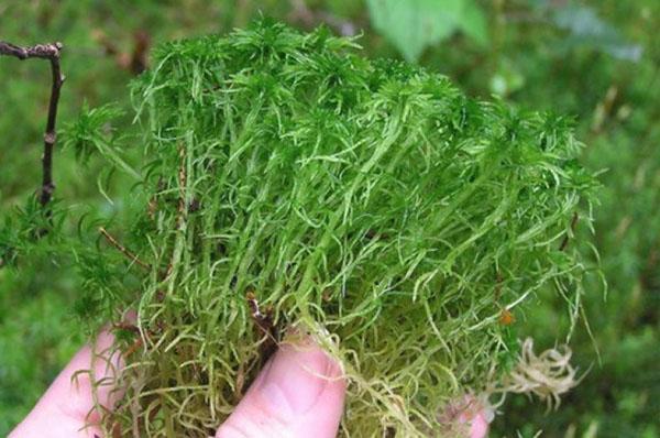 propiedades medicinales del musgo sphagnum