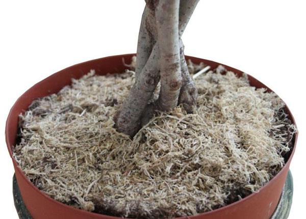 musgo sphagnum en floricultura