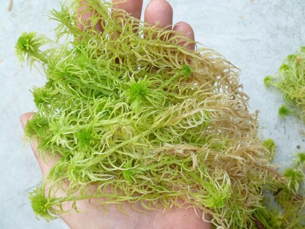 musgo cosecha sphagnum