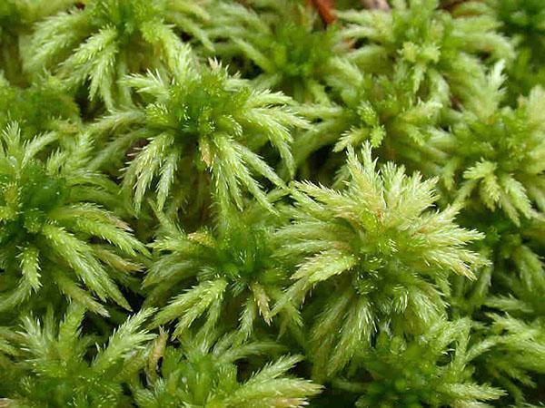 Musgo Sphagnum