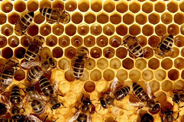 composition de cire d'abeille