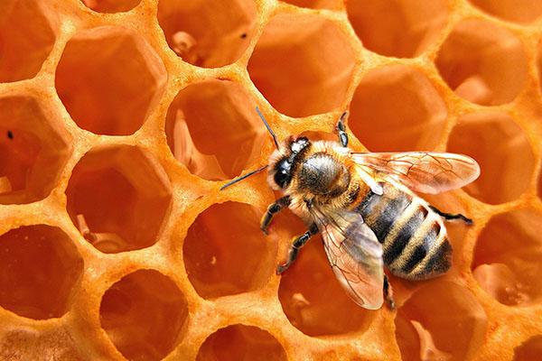 cire d'abeille en médecine