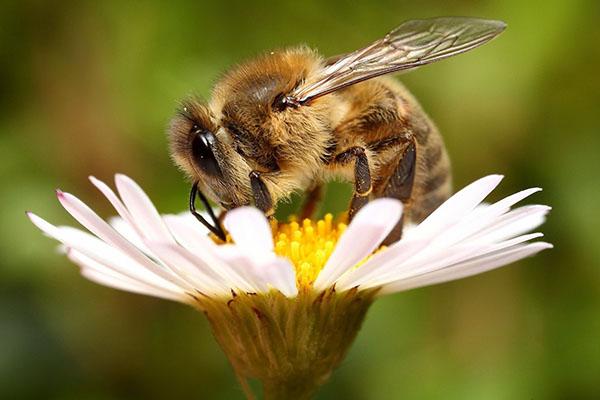 récolter du nectar
