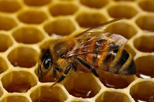 traitement des abeilles avec lozeval