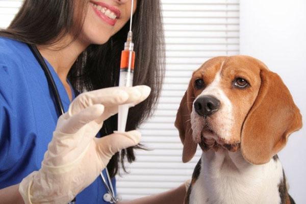 lozéval pour chiens