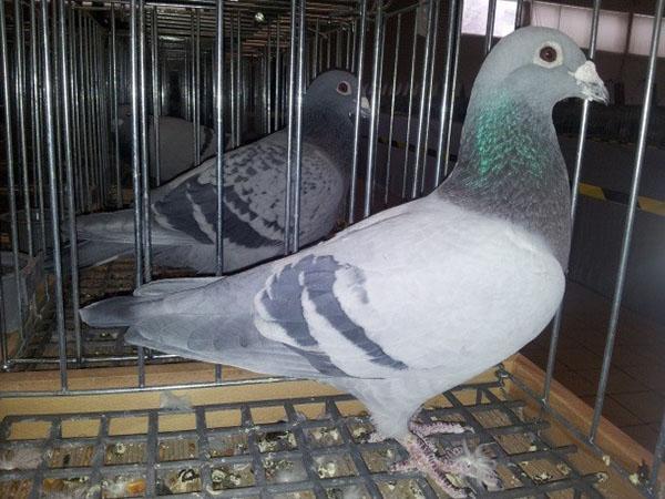 lozeval pour le traitement des pigeons