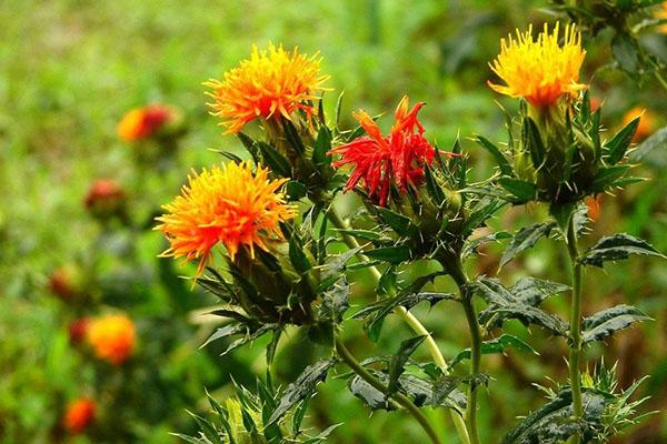 planta con una composición única