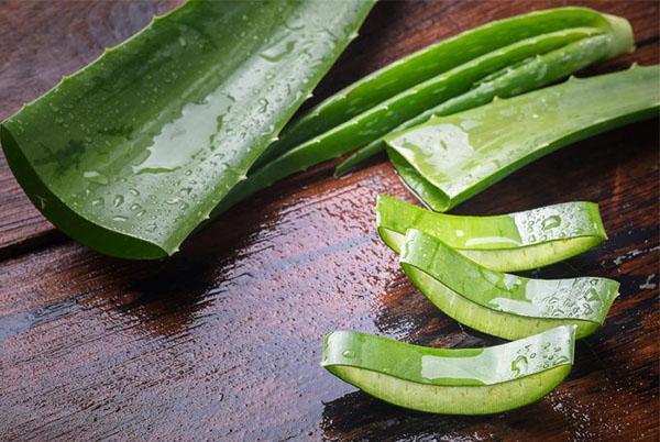 Pour obtenir du jus, utilisez des feuilles d'une longueur d'au moins 15 cm