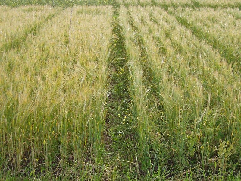 champ de céréales