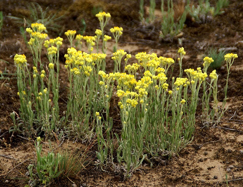 fleurs d'immortelle