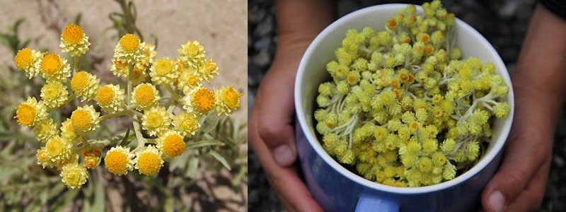 immortelle pour la santé des hommes