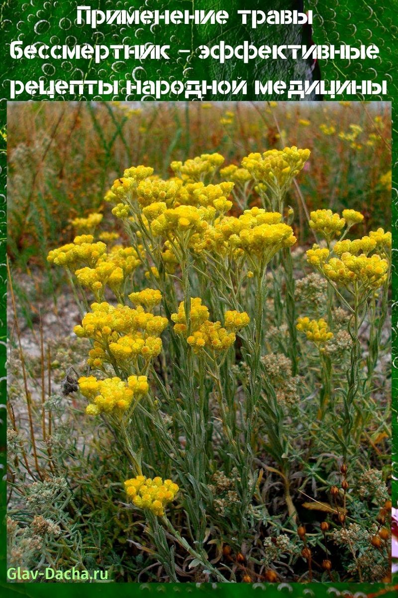 application de l'immortelle aux herbes