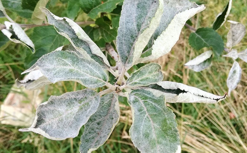 maladies fongiques des arbres