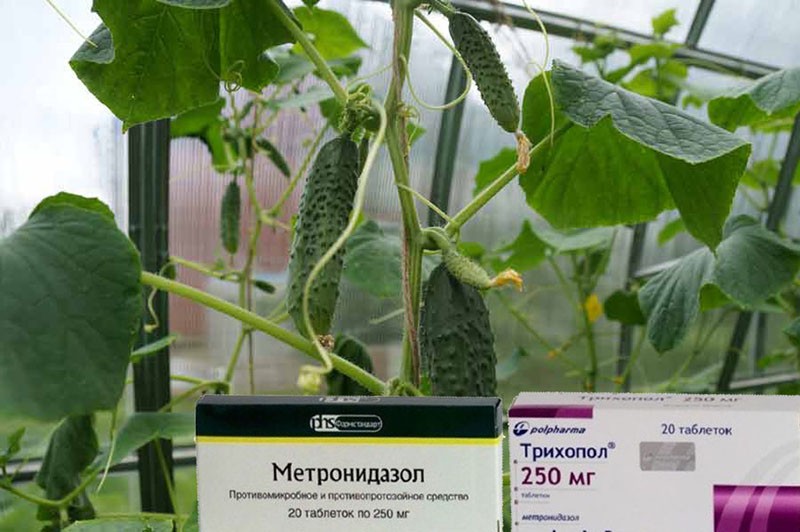 l'utilisation du trichopolum pour les plantes
