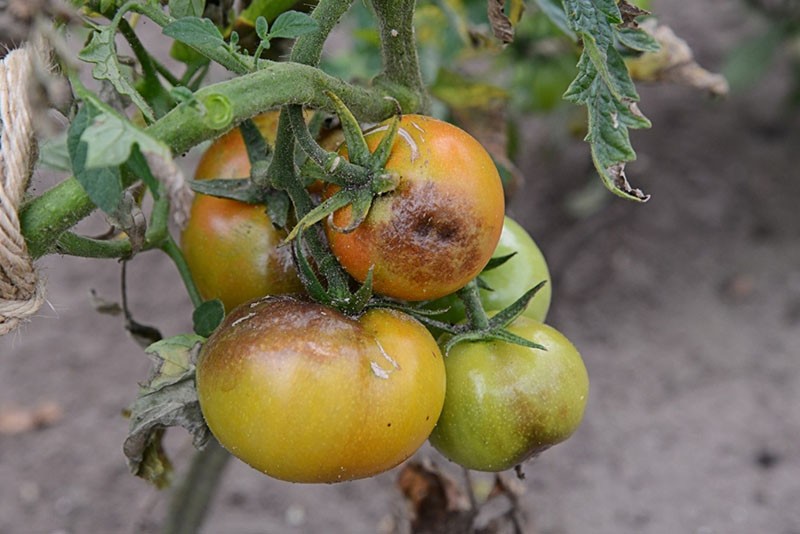 mildiou des tomates