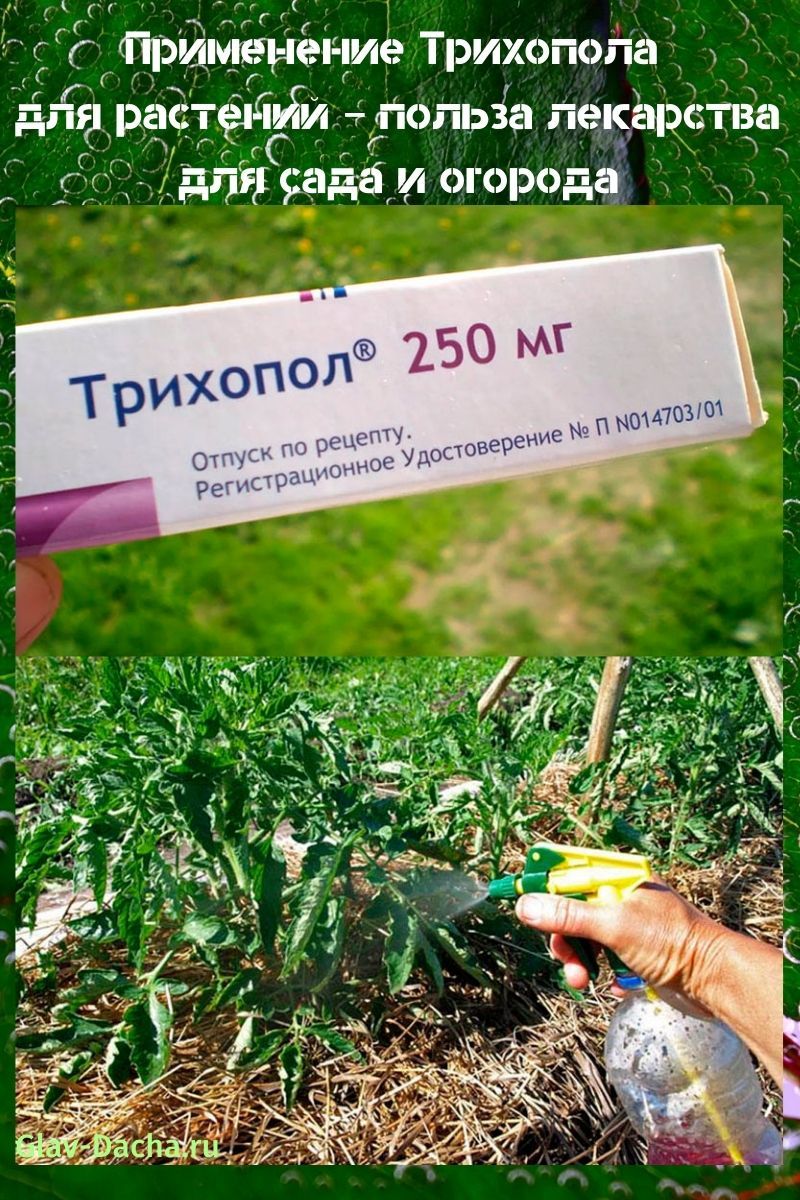 l'utilisation du trichopolum pour les plantes