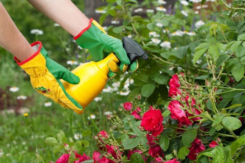 monofosfato de potasio para flores