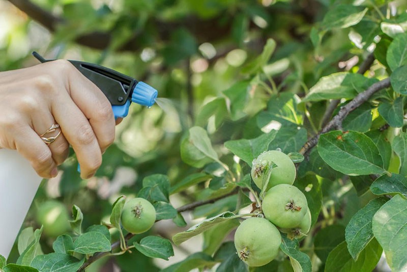 alimentando árboles frutales