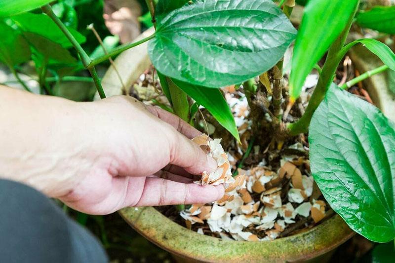 lors de la culture de plantes d'intérieur