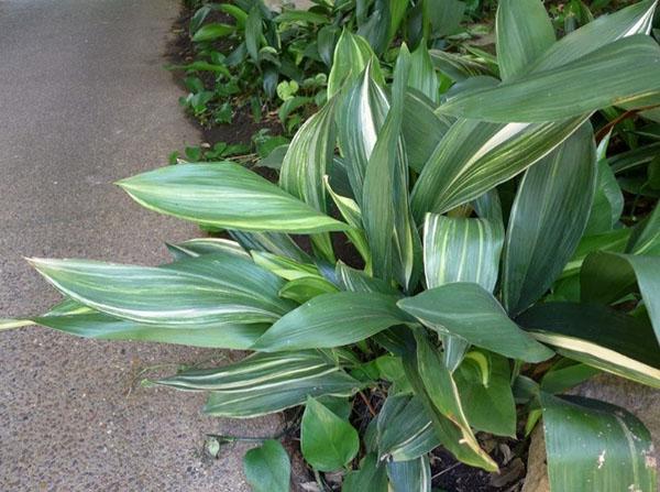 aspidistra à la maison