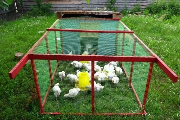 promener des poulets sur l'herbe