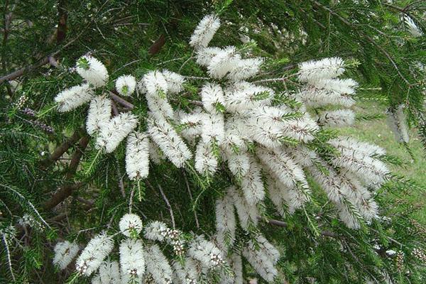 árbol de té en flor