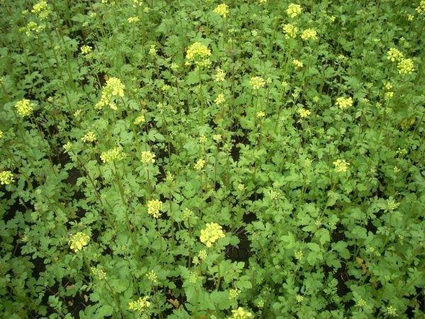 engrais vert à leur chalet d'été