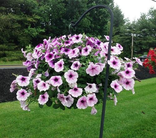 Petunia Ciruela Wayne