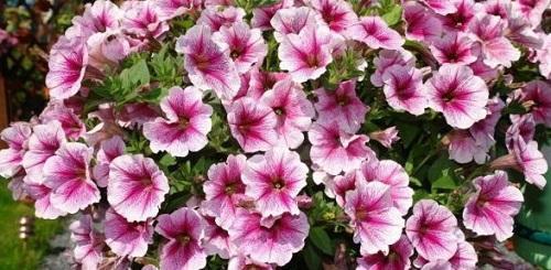 Supertunia Ciruela Wayne Rosa