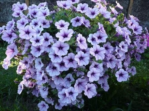 Supertunia Ciruela Wayne