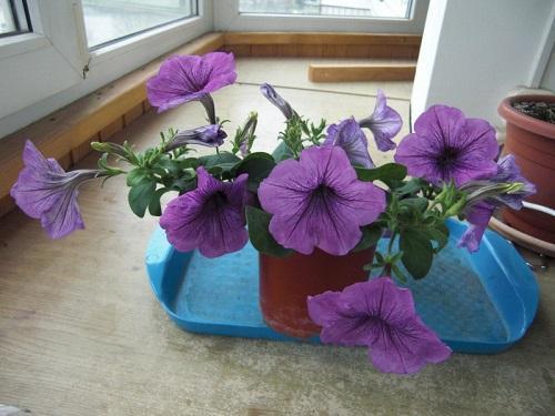 Joven Petunia Plum Wayne