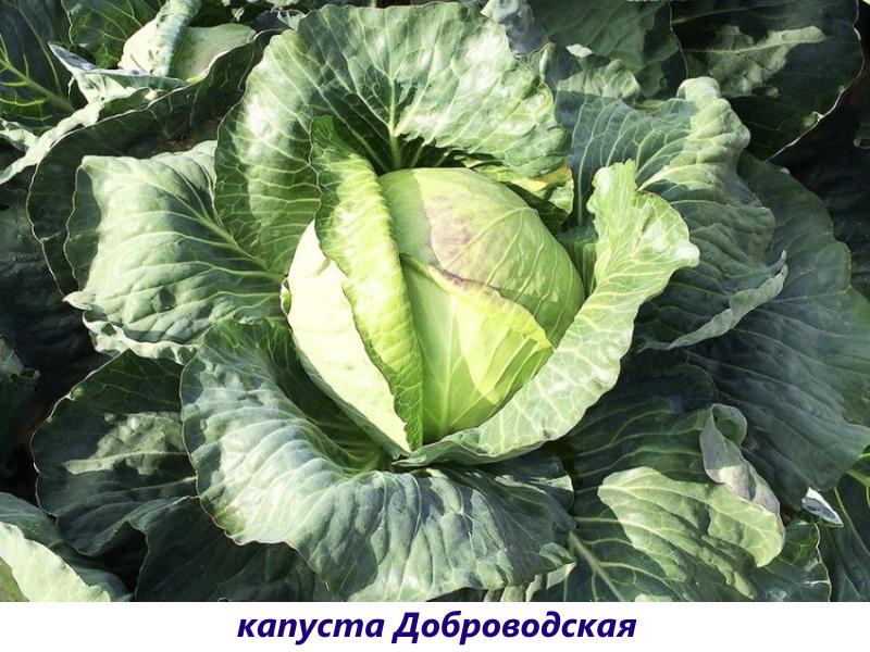chou dobrovodskaya