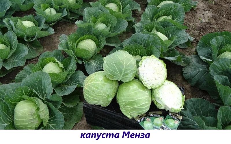 chou menza