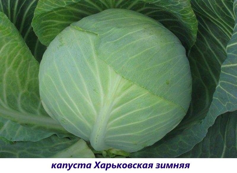chou d'hiver de Kharkiv