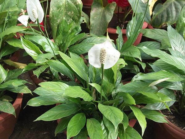 spathiphyllum para composiciones verticales