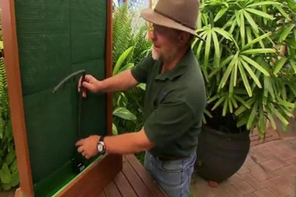 creando una pequeña pared de plantas vivas