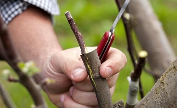 inoculación de ciruela cereza sobre ciruela