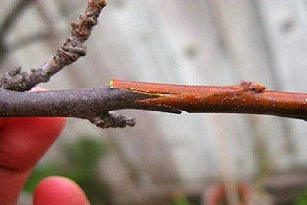 injerto de cerezas en un árbol de piedra