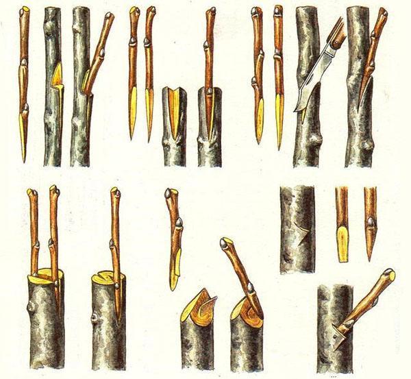 façons de combiner les tissus de greffon et de porte-greffe