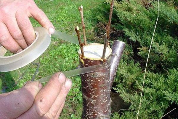 greffage des cerises au printemps