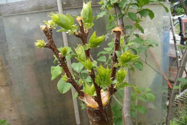 greffage de cerises en été